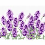 Rosa Star Ніжна лаванда 15 х 20 см з мольбертом купити уить
