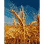 Santi Золотий колос 40*50 см купити в Україні куить Украина